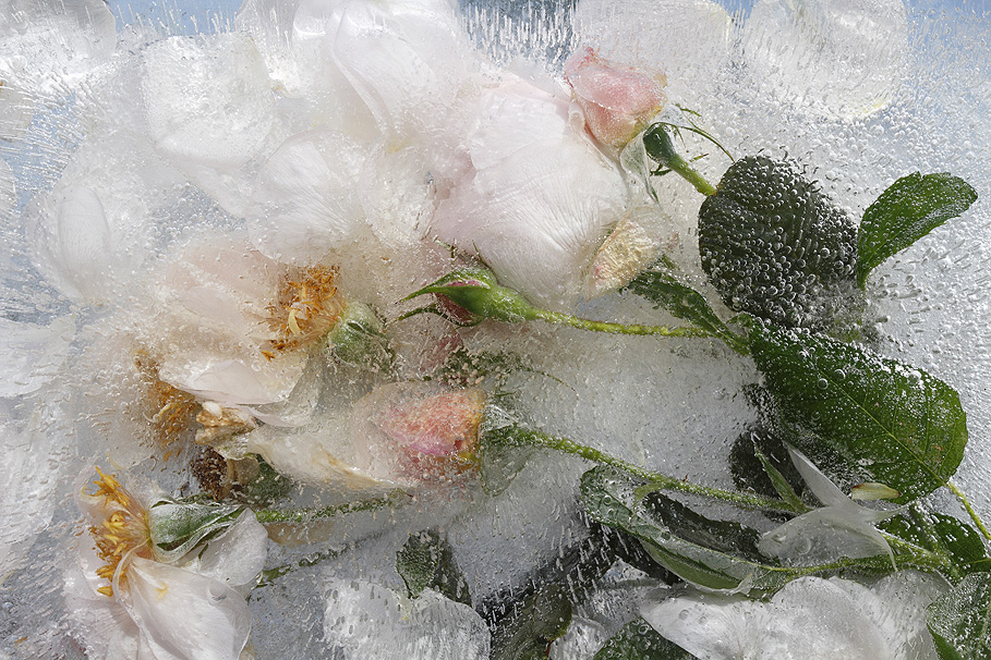Photograph by Mary Kocol