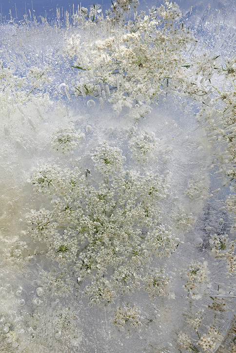 Photograph by Mary Kocol