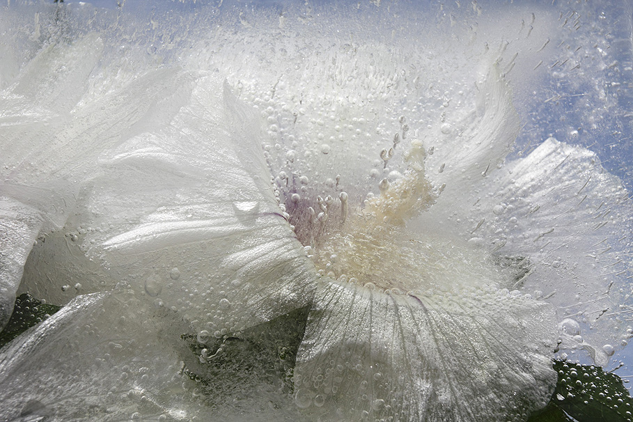 Photograph by Mary Kocol