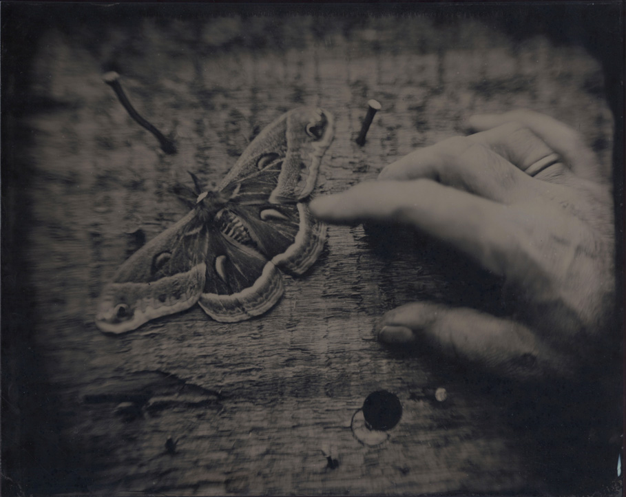 Tintype by David Prifti