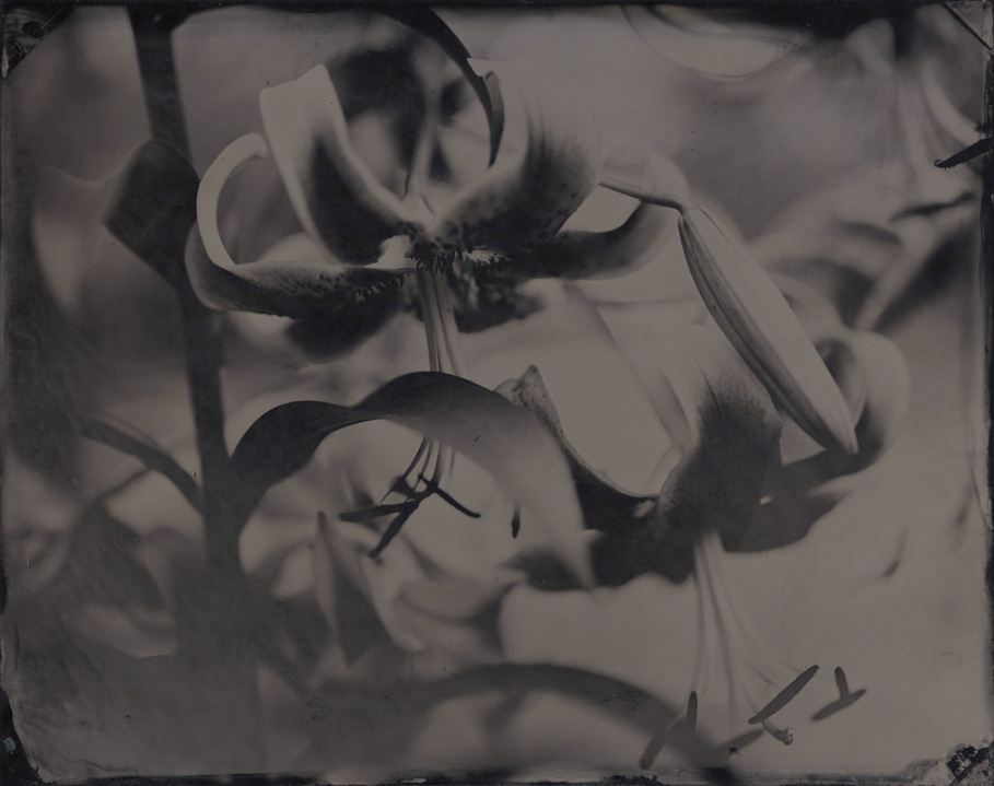 Tintype by David Prifti