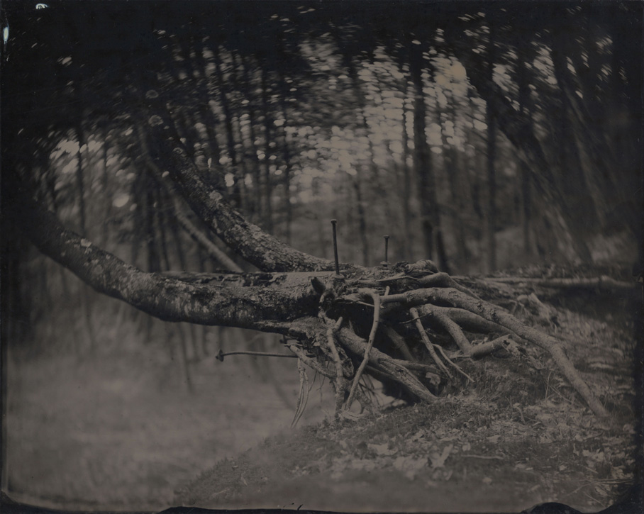 Tintype by David Prifti