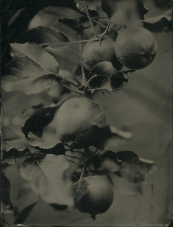 Tintype by David Prifti