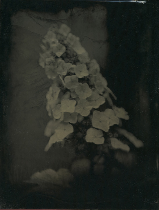 Tintype by David Prifti