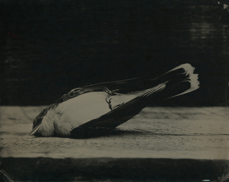 Tintype by David Prifti