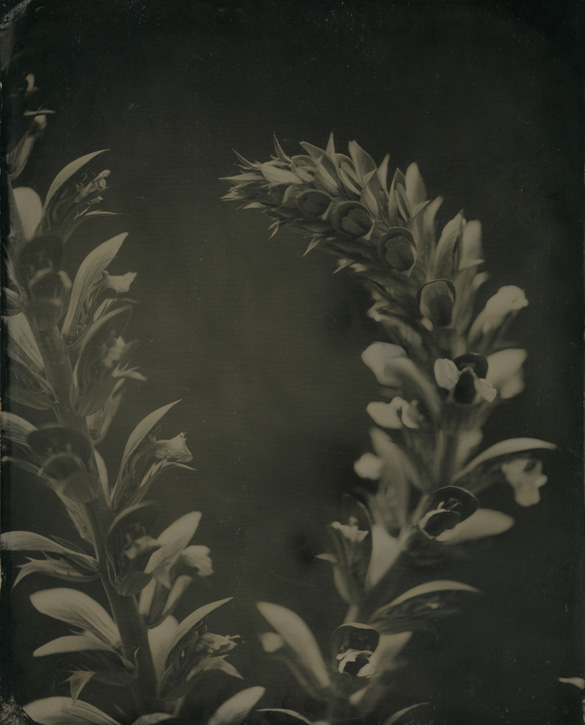 Tintype by David Prifti