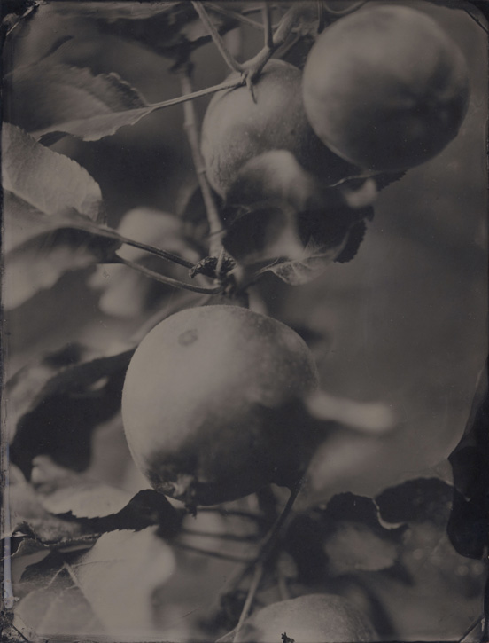 Tintype by David Prifti