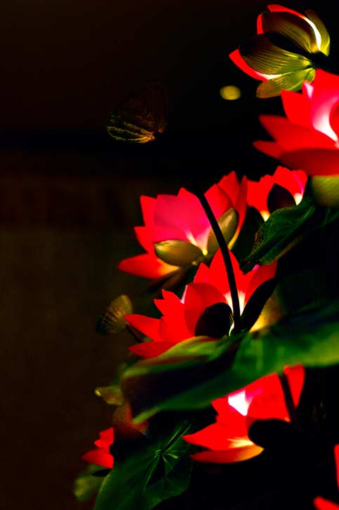 Photograph by Lana Z Caplan