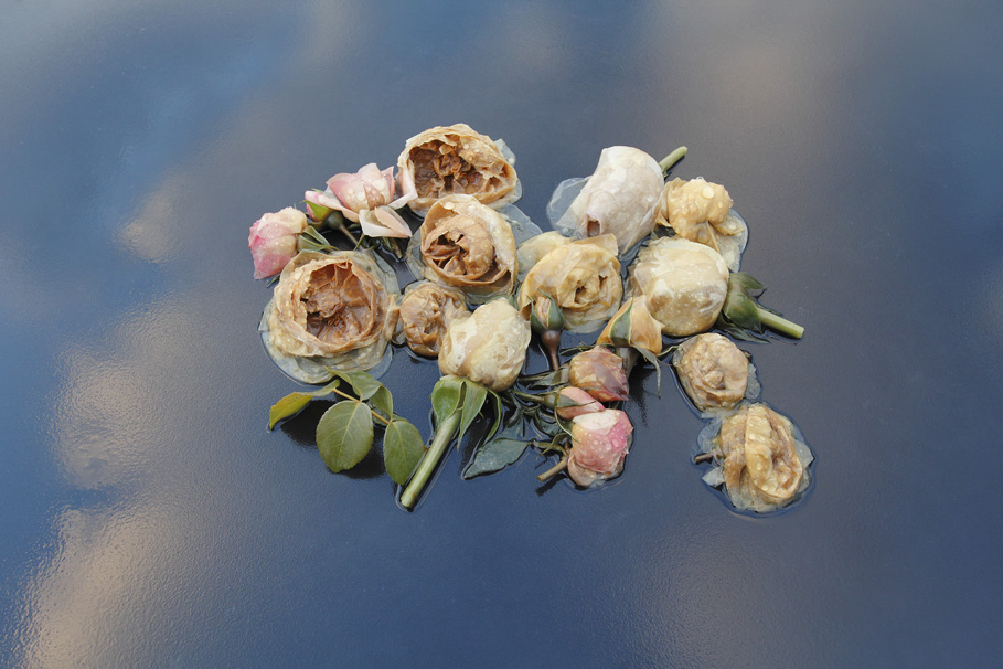 Photograph by Mary Kocol