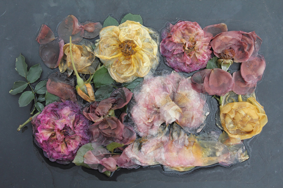 Photograph by Mary Kocol