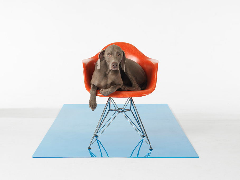 Photograph by William Wegman