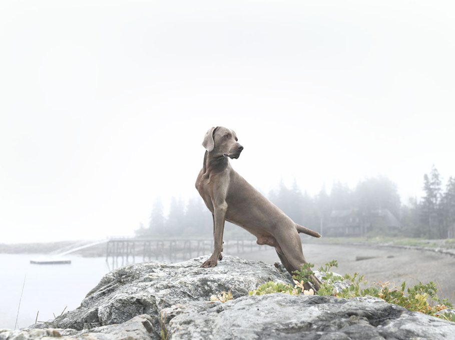 Photograph by William Wegman
