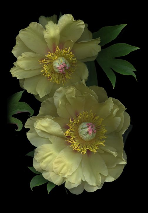 photograph by Mary Kocol
