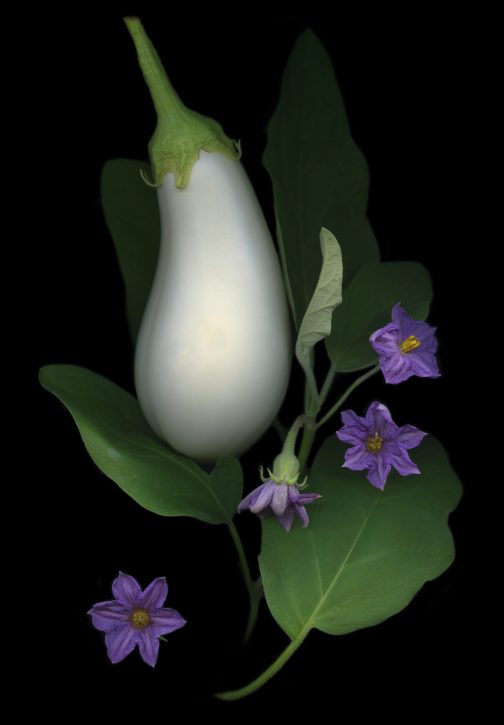 photograph by Mary Kocol