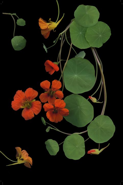 photograph by Mary Kocol