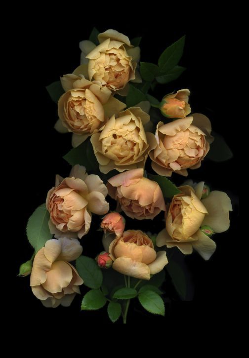 photograph by Mary Kocol