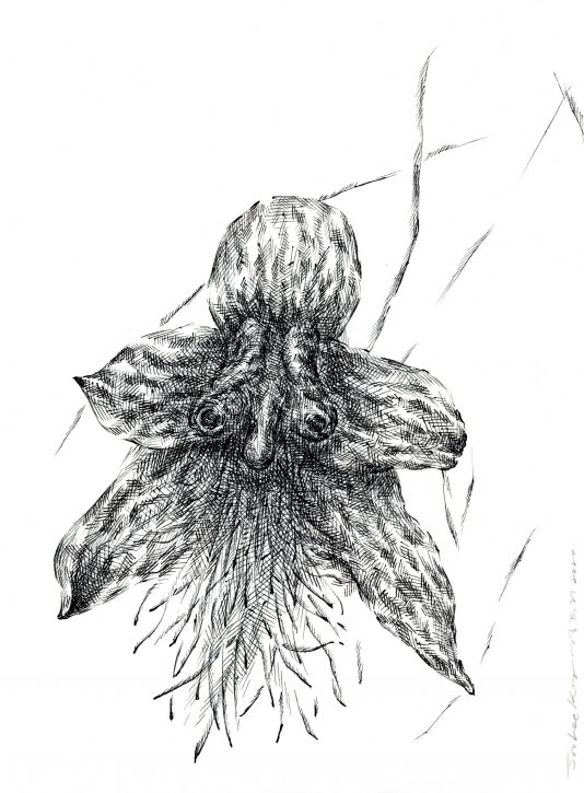 Drawing by JooLee Kang