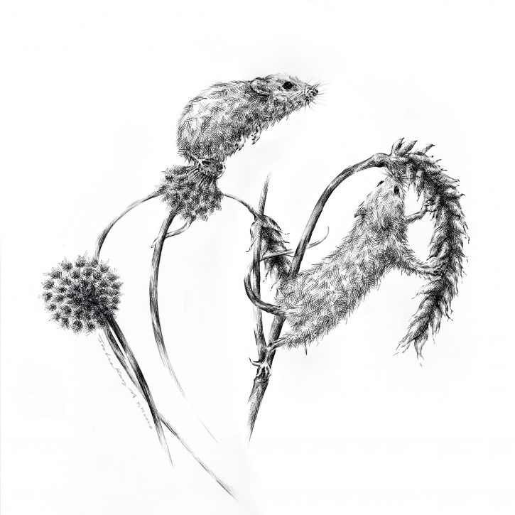 Drawing by JooLee Kang