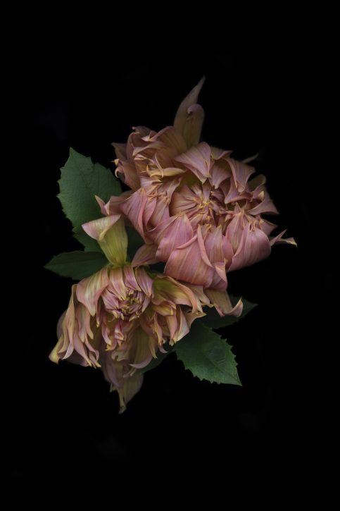 photograph by Mary Kocol